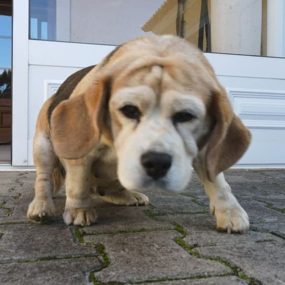 Beagle lying on the ground, shot from above, head resting down