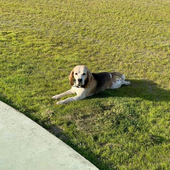 Beagle lying far away on a lawn, small in the photo