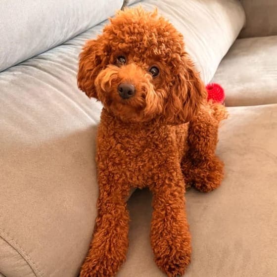 Photo of a cinnamon poodle sitting on a sofa, looking at the camera