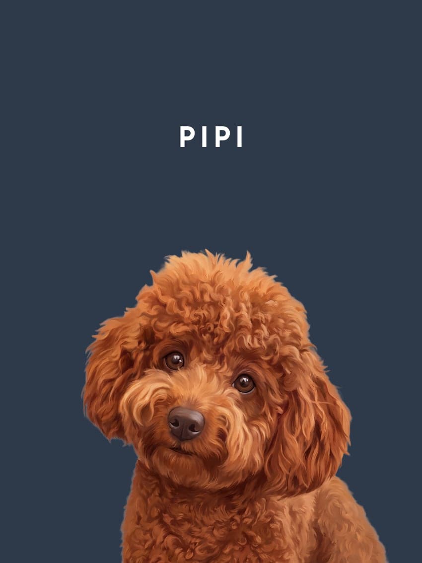 Pet Portrait of a cinnamon poodle, with the name Pipi above it, on a night blue background