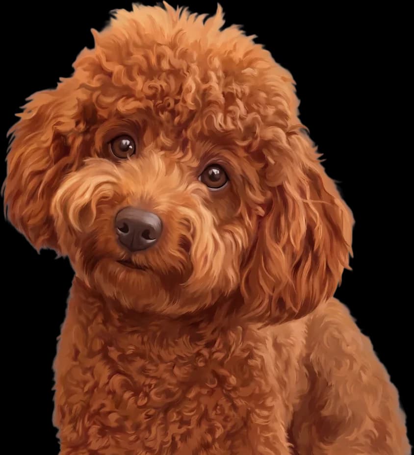 Painting-style portrait of the same poodle, head and chest only, with no background